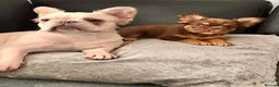French Bulldog dogs for sale: Fluffy French bulldog Rojo Intensity Girl  - Advert 6