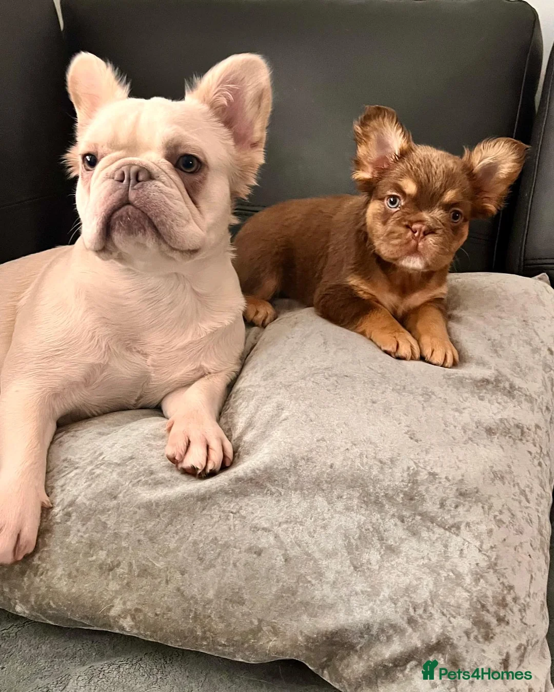 French Bulldog dogs for sale: Fluffy French bulldog Rojo Intensity Girl  - Advert 6
