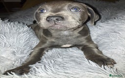 Mixed Breed dogs for sale: Beautiful staffy cross puppies  - Image 4