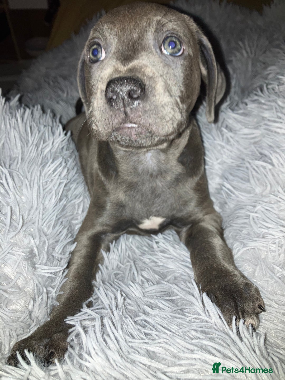 Mixed Breed dogs for sale: Beautiful staffy cross puppies  - Image 4