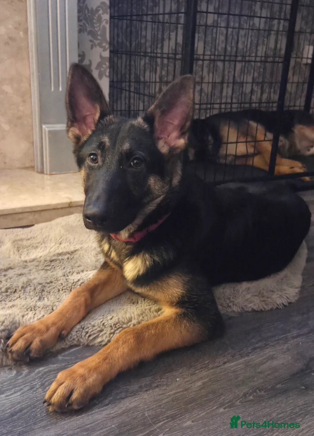 German Shepherd dogs for sale: German shepherd  - Advert 1