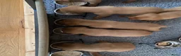 Labrador Retriever dogs for sale: Fox Red Labradors in Oswestry - Advert 5