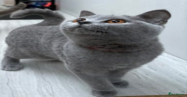 British Shorthair cats - Advert 14