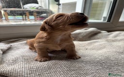 Cocker Spaniel dogs for sale: Working cocker spaniel puppies - Image 4
