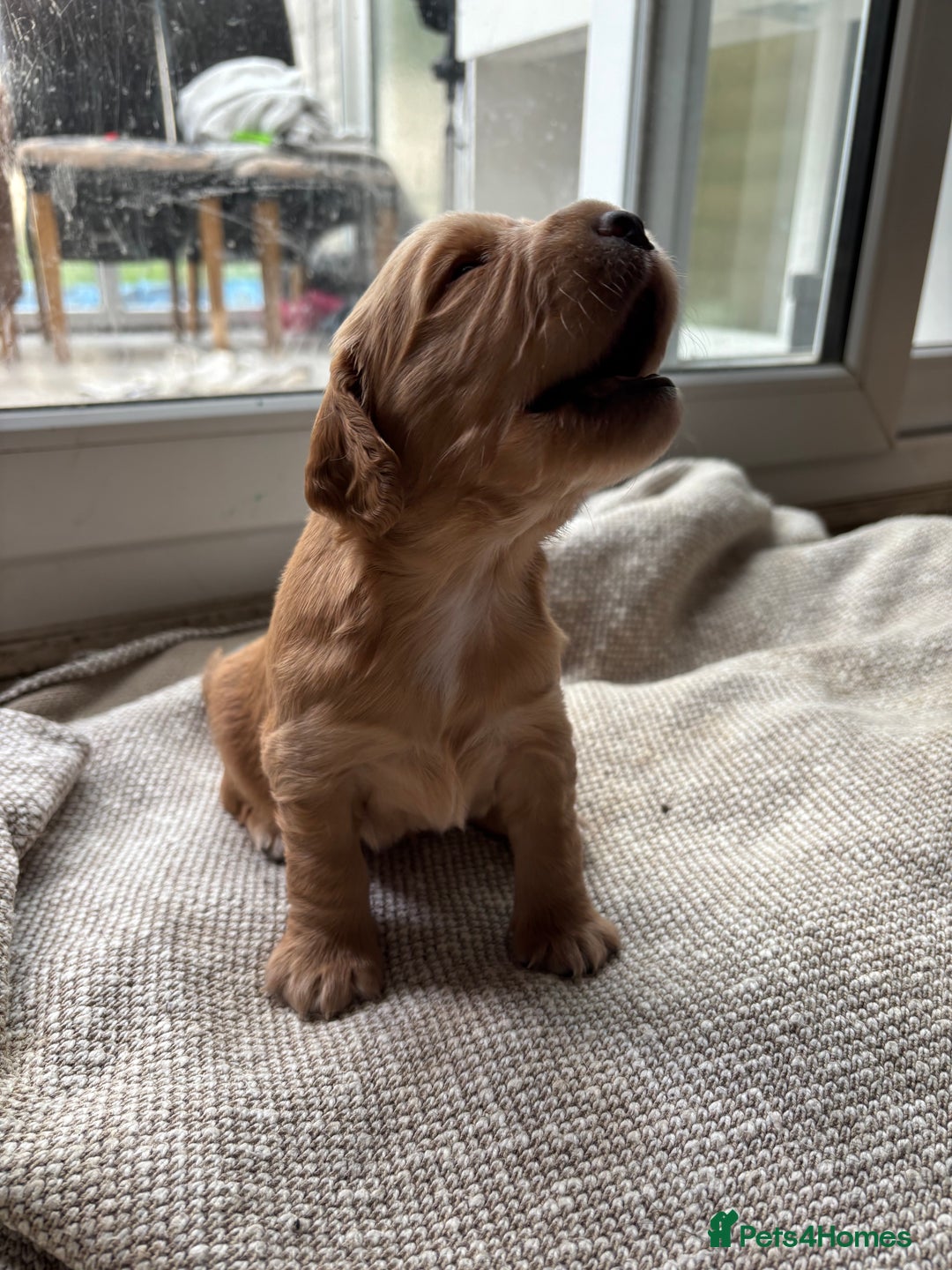 Cocker Spaniel dogs for sale: Working cocker spaniel puppies - Image 4