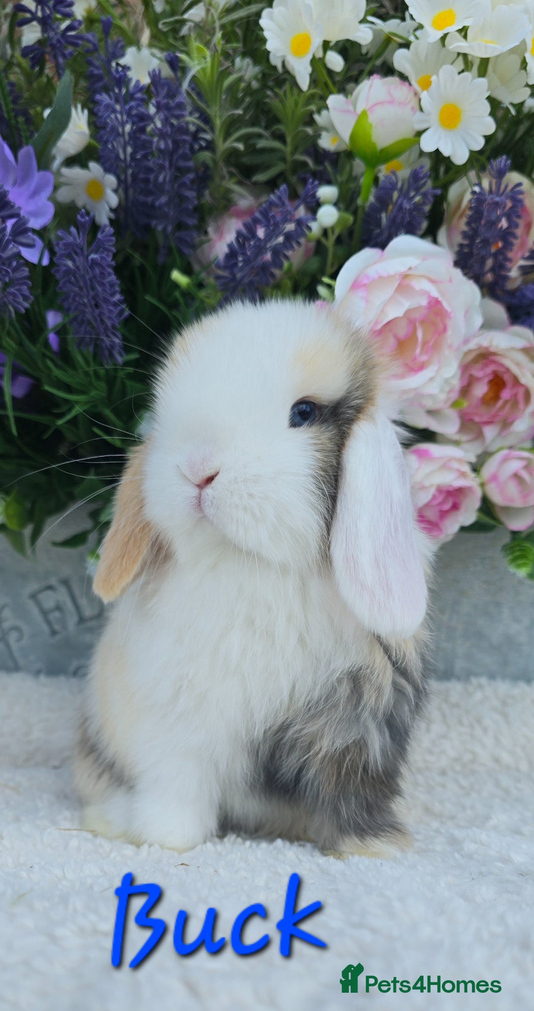 Mini Lop rabbits Beautiful quality mini lops - Advert 2