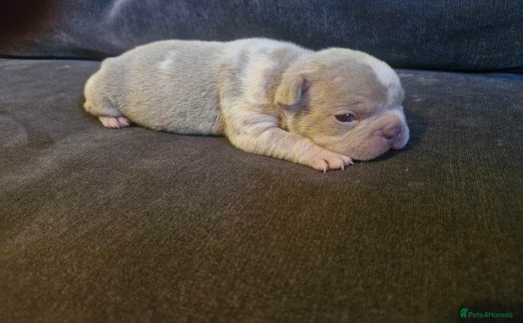 French Bulldog dogs - Advert 6