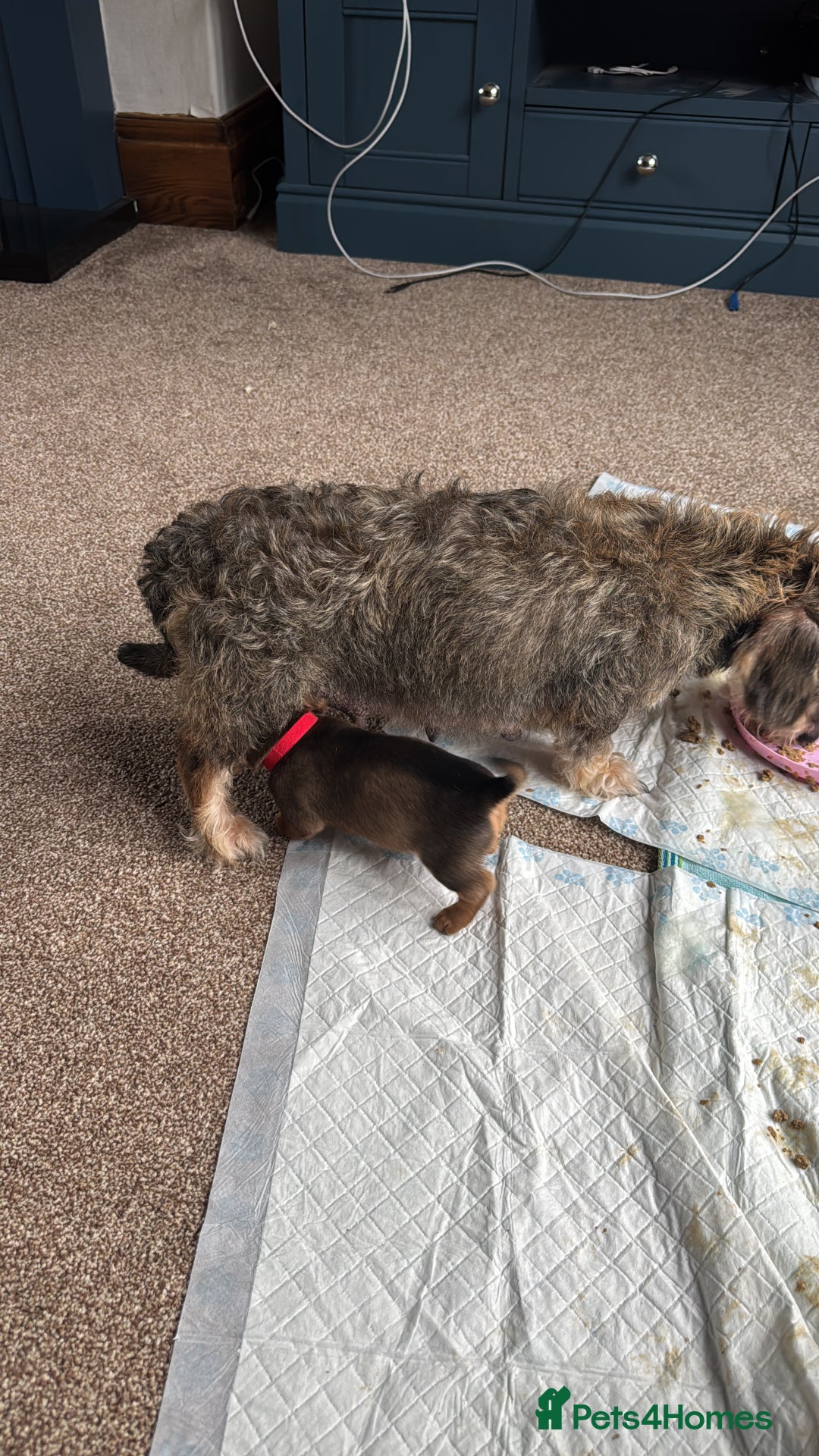 Dachshund dogs for sale: 🐾 Beautiful wired haired Dachshund Puppies - Image 30