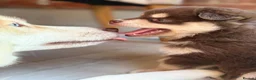 Pomsky dogs for sale: Beautiful brown Pomsky  - Advert 6