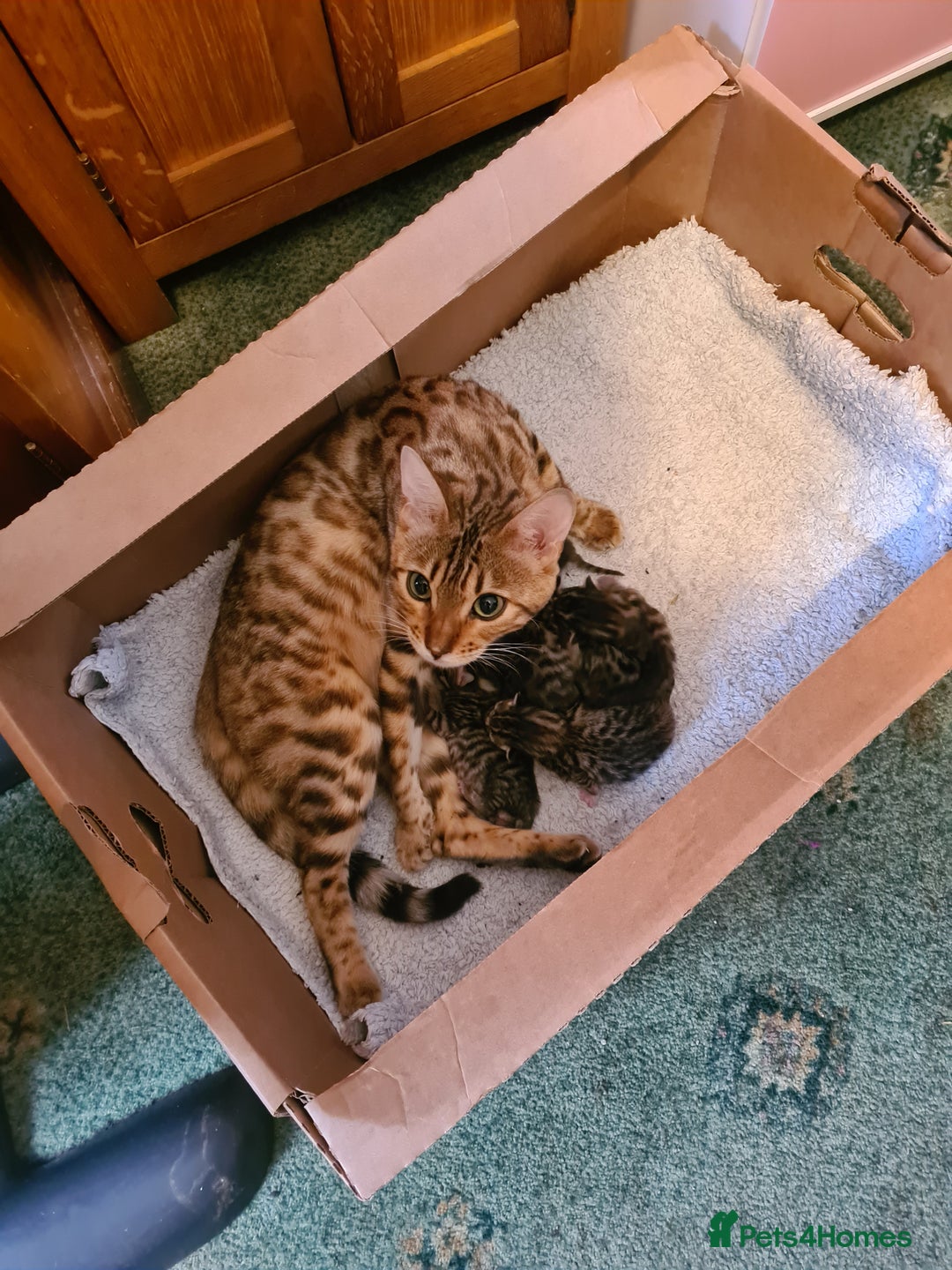 Bengal cats for sale: Kittens x bengal  - Image 1