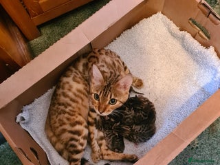 Bengal cats for sale: Kittens x bengal - Advert 1