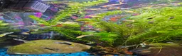 Other/Mixed Breed fish for sale: Guppies in Liverpool - Advert 13