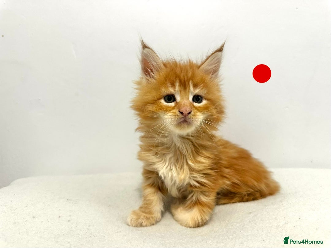 Maine Coon cats for sale: 🔥🧡5 BOYS READY TO STEAL YOUR HEART🧡🔥 - Advert 1