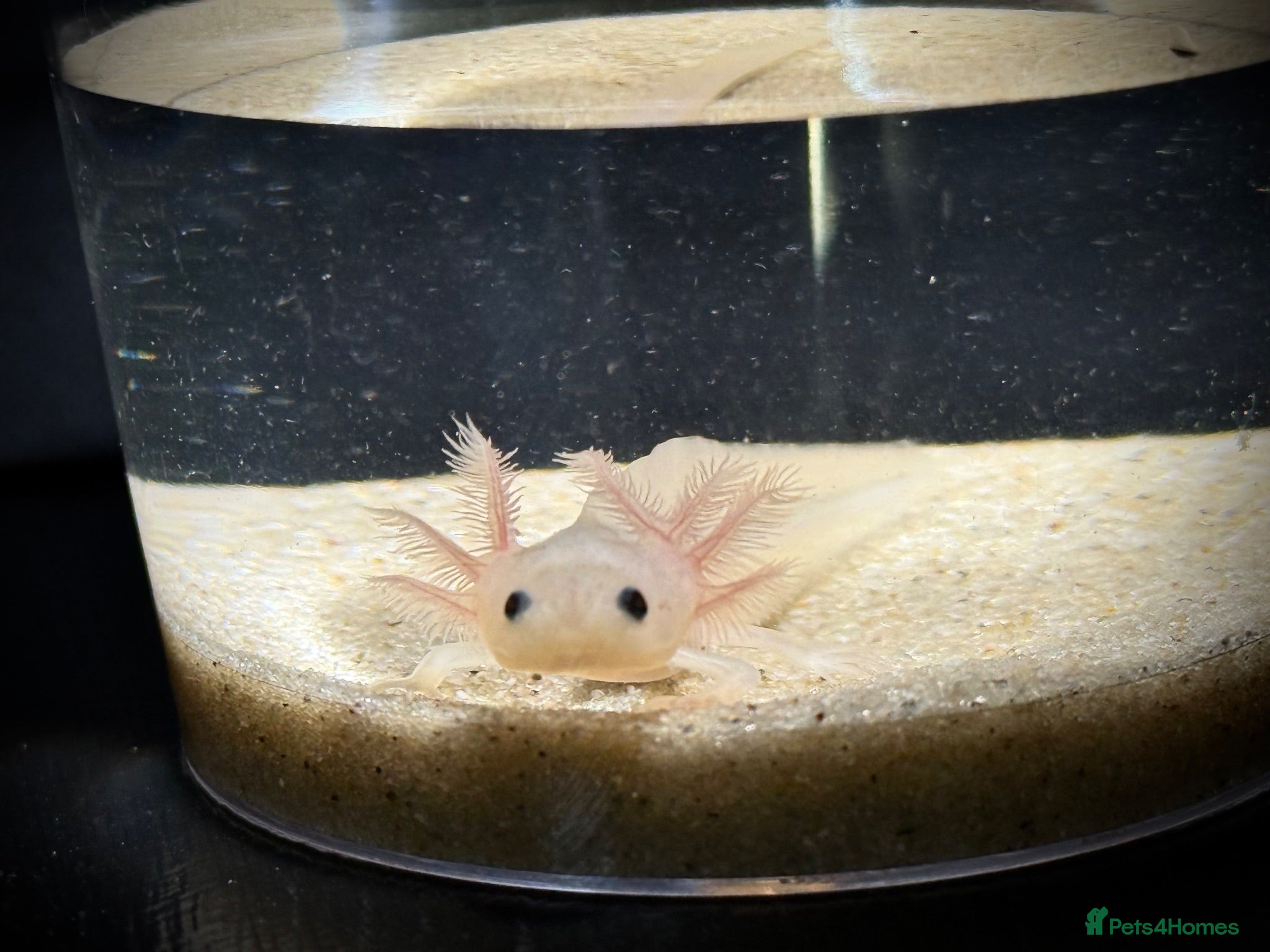 Axolotl reptiles Axolotl juveniles  - Advert 10