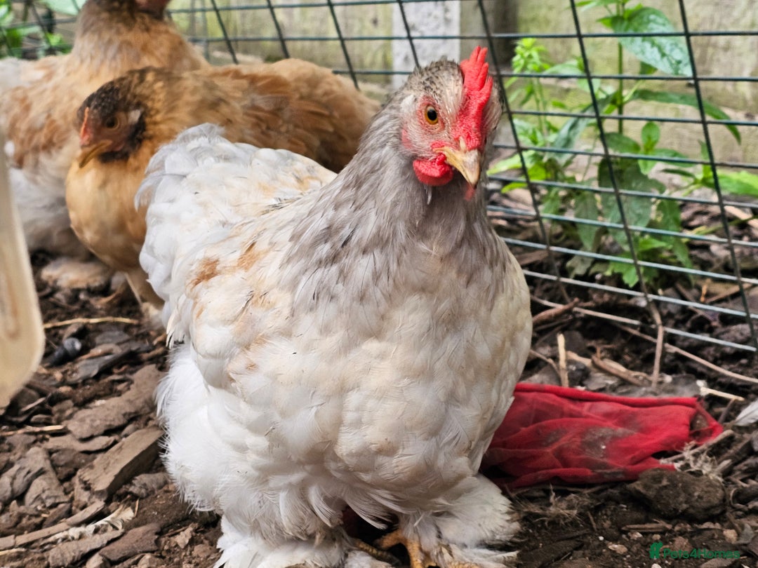 Chickens poultry for sale: ** Stunning friendly Pekin Cockerals available **  - Image 14