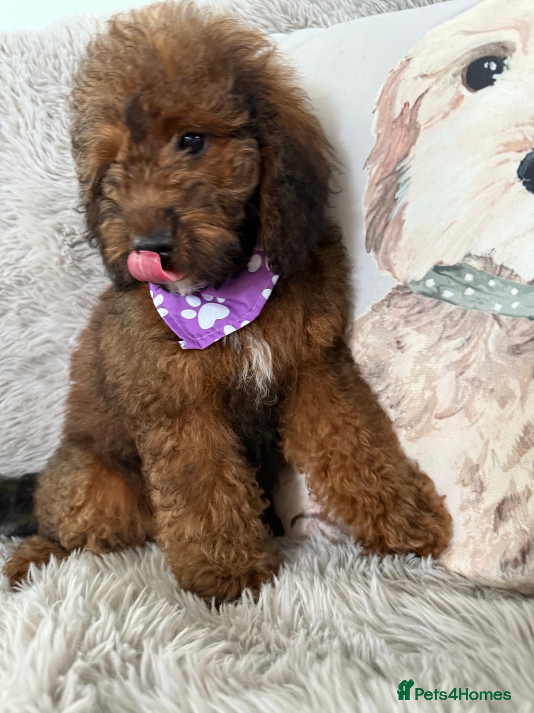 Cockapoo dogs for sale: 6 Beautiful, f1b fully DNA &HEATH CLEAR PARENTS.  - Image 6