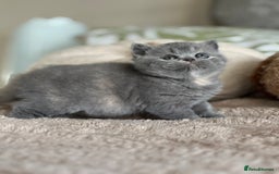 British Shorthair cats for sale: Tica reg blue tortie female kitten  - Image 3