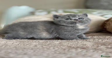British Shorthair cats - Advert 8