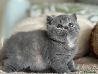 British Shorthair cats - Advert 20