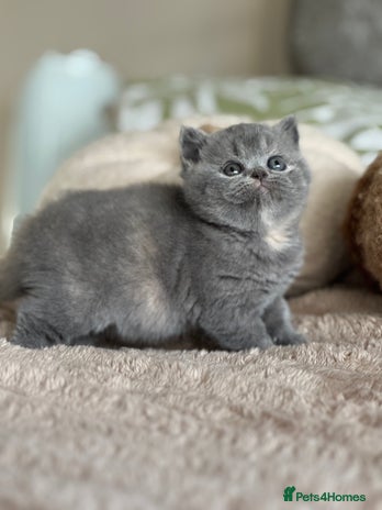 British Shorthair cats - Advert 1
