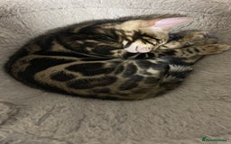 Bengal cats for sale: 🏡Stunning Tica registered Bengal Kittens  🐾 - Image 32
