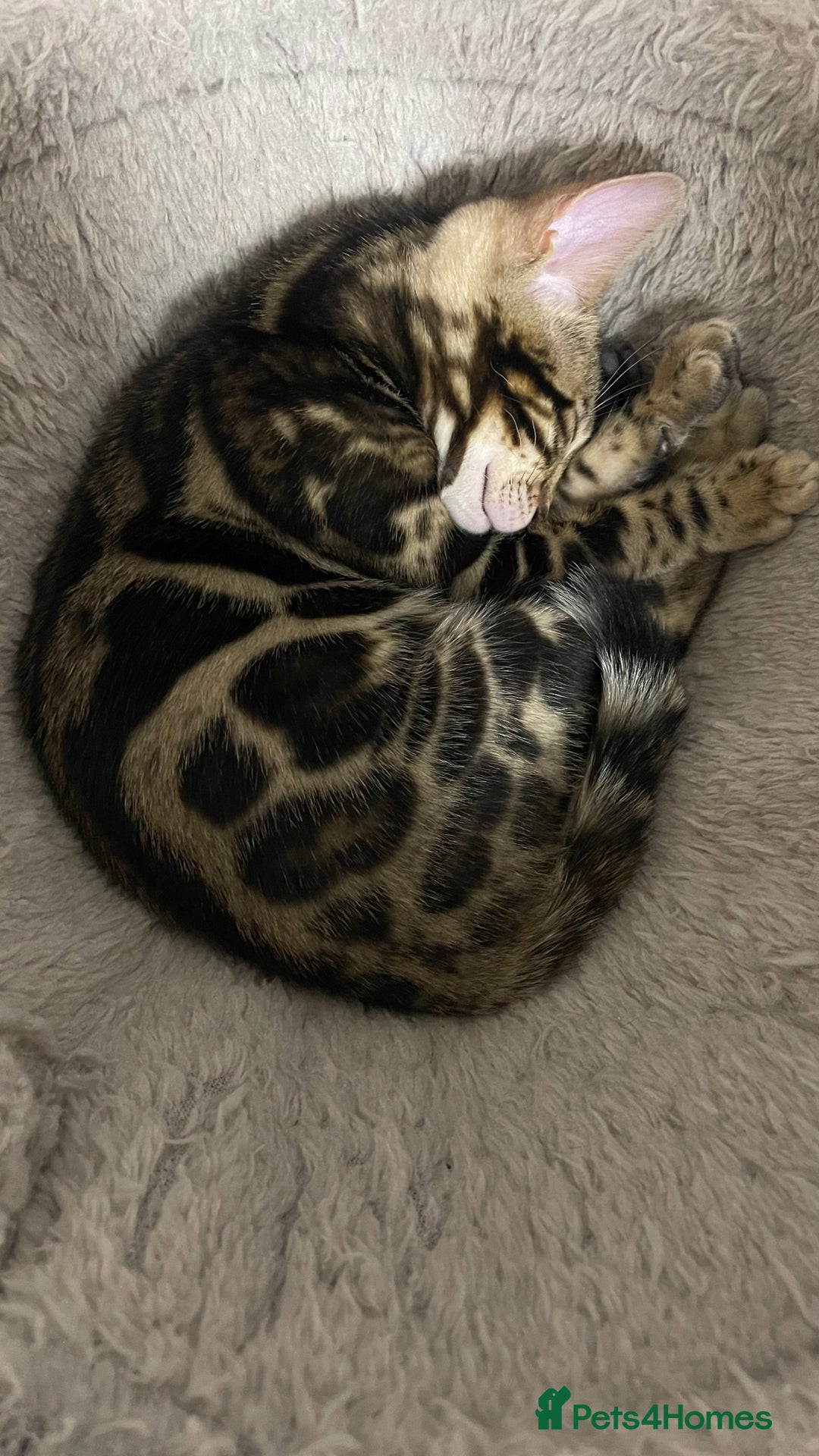 Bengal cats for sale: 🏡Stunning Tica registered Bengal Kittens  🐾 - Image 32