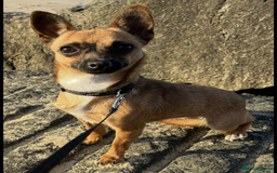 Chihuahua dogs for sale: Chihuahua Puppies  - Image 3