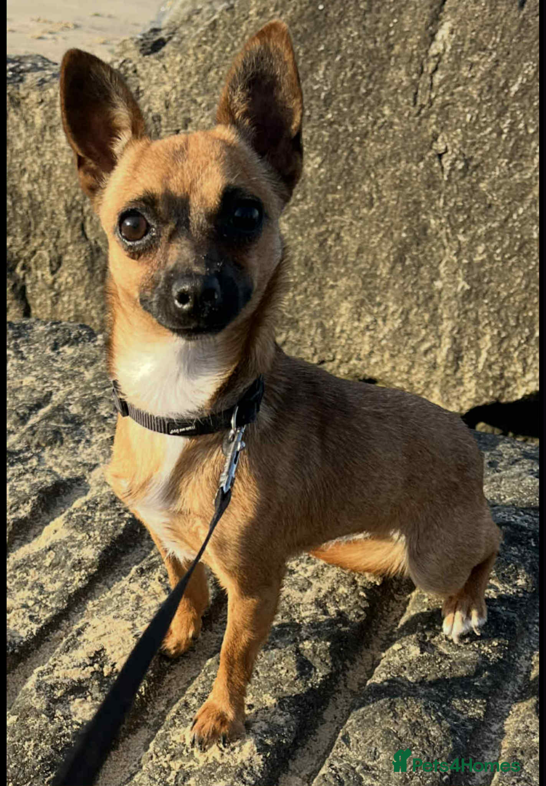 Chihuahua dogs for sale: Chihuahua Puppies  - Image 3