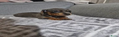 Miniature Dachshund Puppy 2 blue/tan