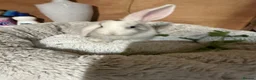 Mini Lop rabbits for sale: Mini Lop/Harlequin colours - Advert 16