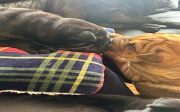 Shar Pei dogs for sale: 2 females 3 males Shar pei pups - Image 24