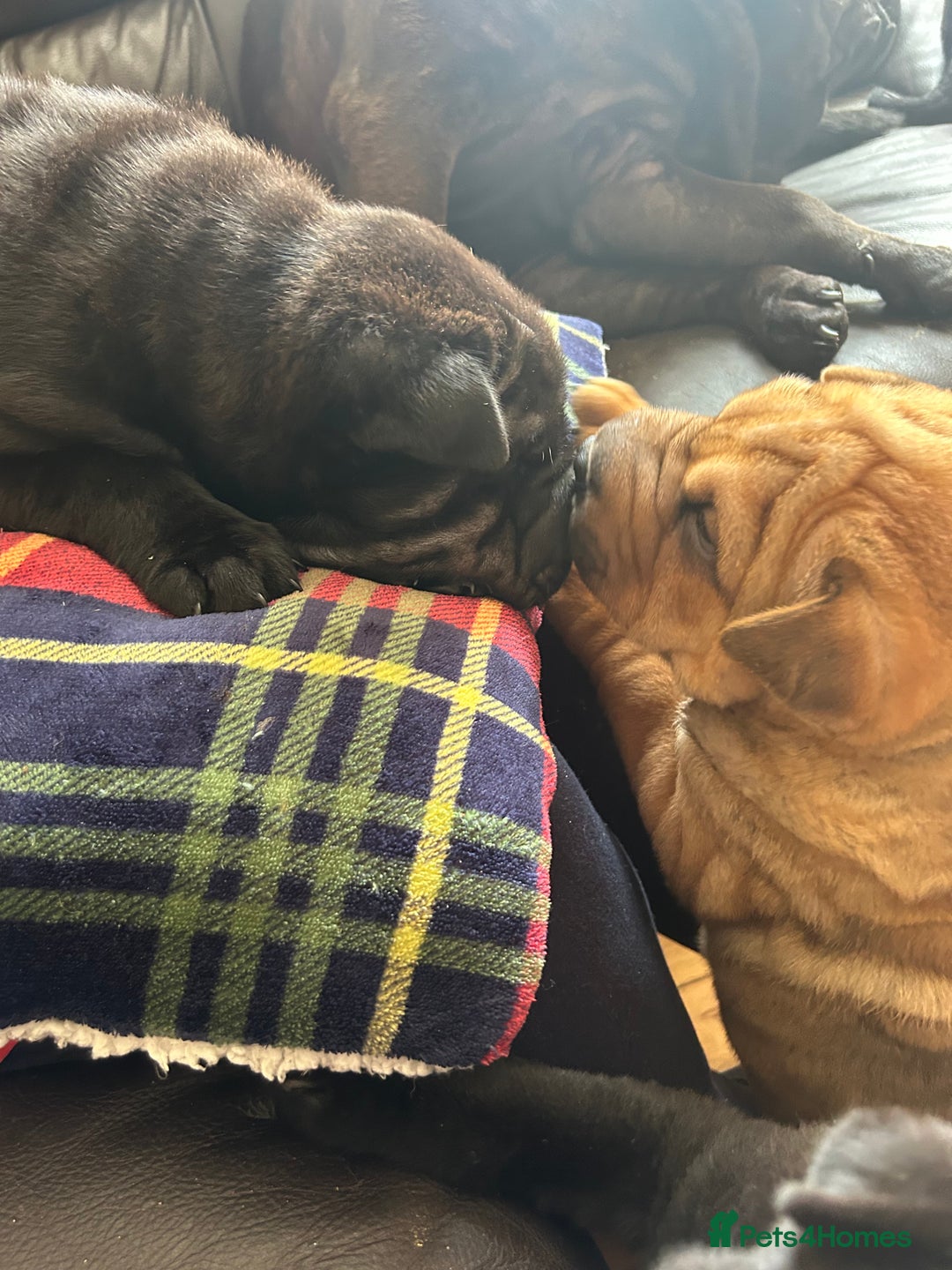 Shar Pei dogs for sale: 2 females 3 males Shar pei pups - Image 24