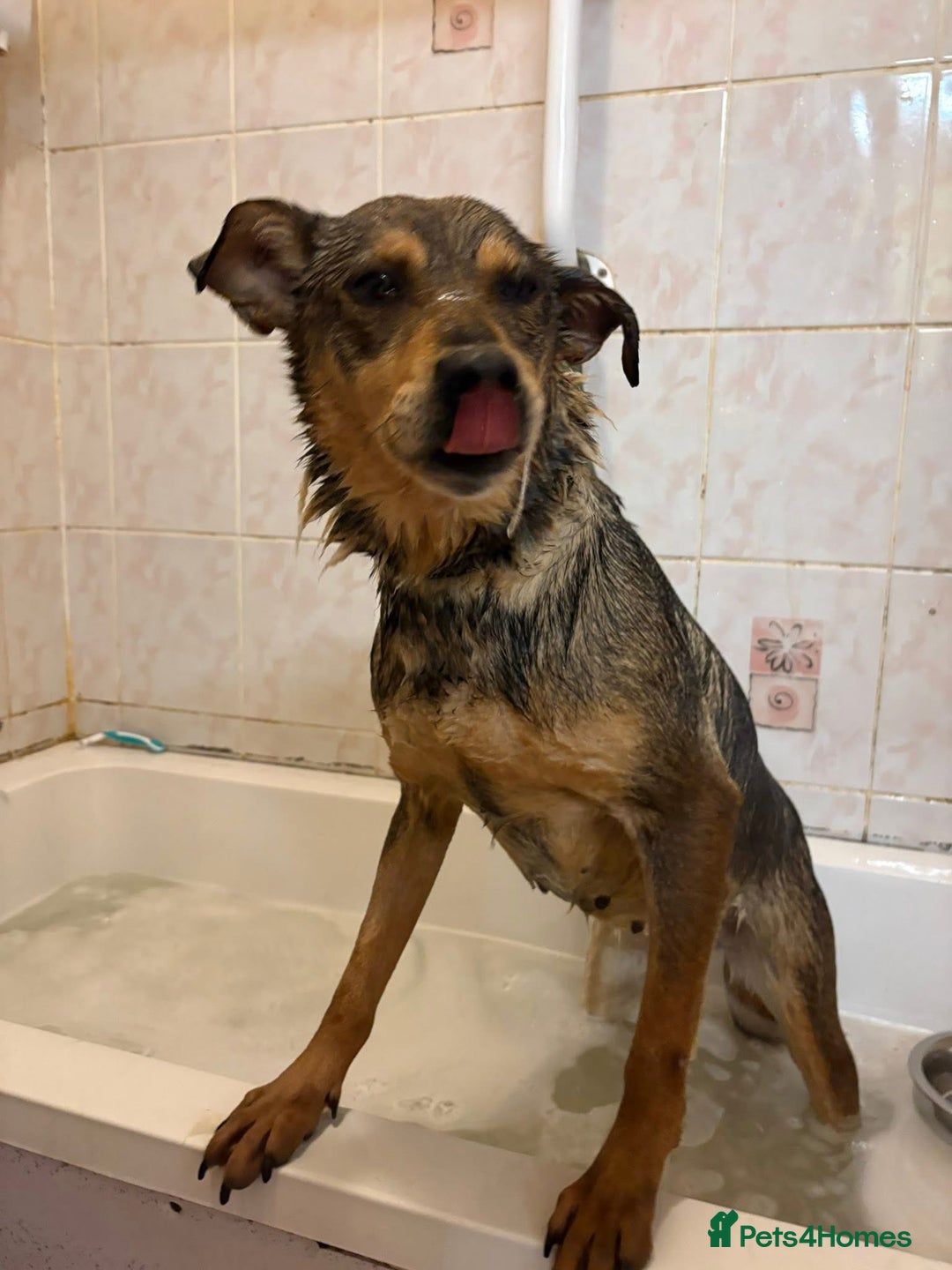 Mixed Breed dogs for adoption: Frannie - Norwich Norfolk  - Advert 10