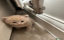 Domestic Shorthair cats for sale: Two female shorthair kittens  - Image 4