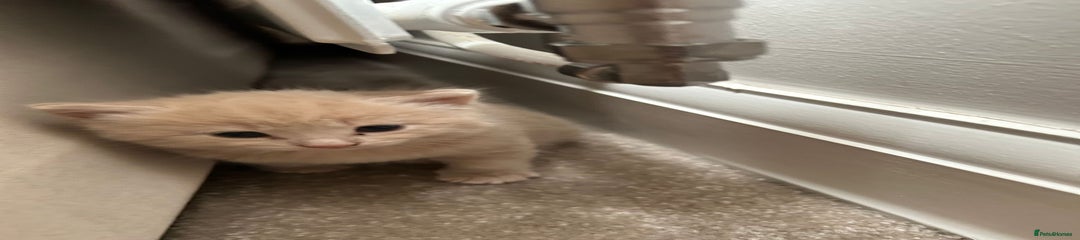 Domestic Shorthair Kitten 2