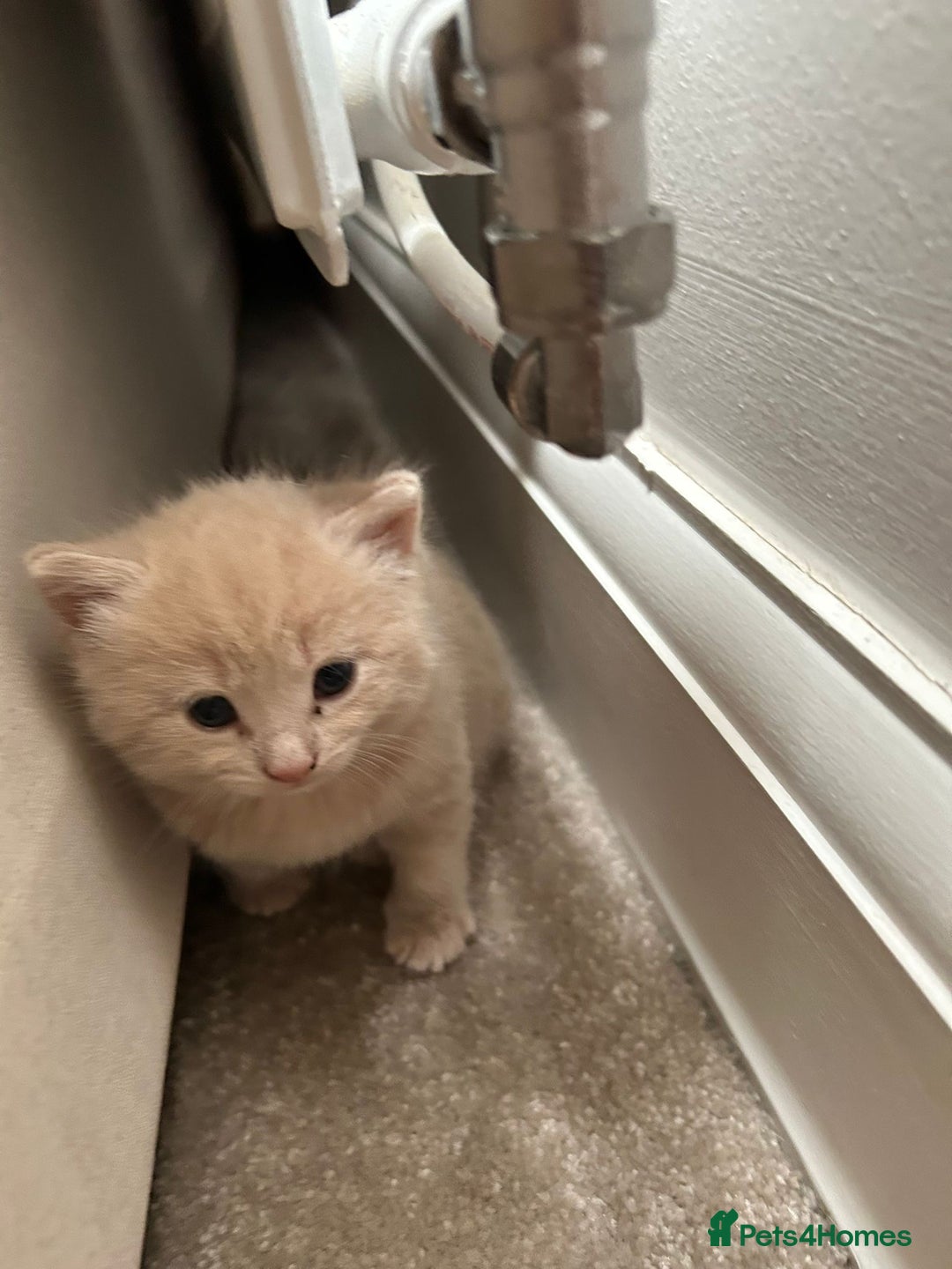 Domestic Shorthair cats for sale: Two female shorthair kittens  - Image 4