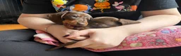Miniature Dachshund dogs for sale:  🍫 2 Boys Left !! Chocolate & Tan Dachshunds  - Advert 4