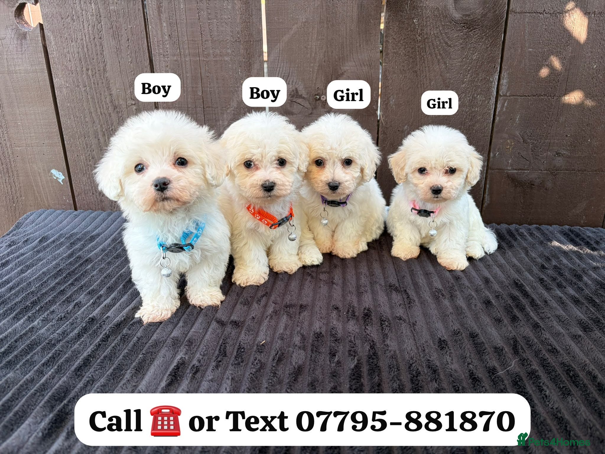 Miniature Poodle dogs Miniature poodles 2 boys 2 girls  - Advert 1