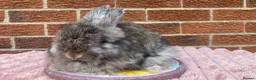 Angora rabbits for sale: Baby angoras - Advert 3