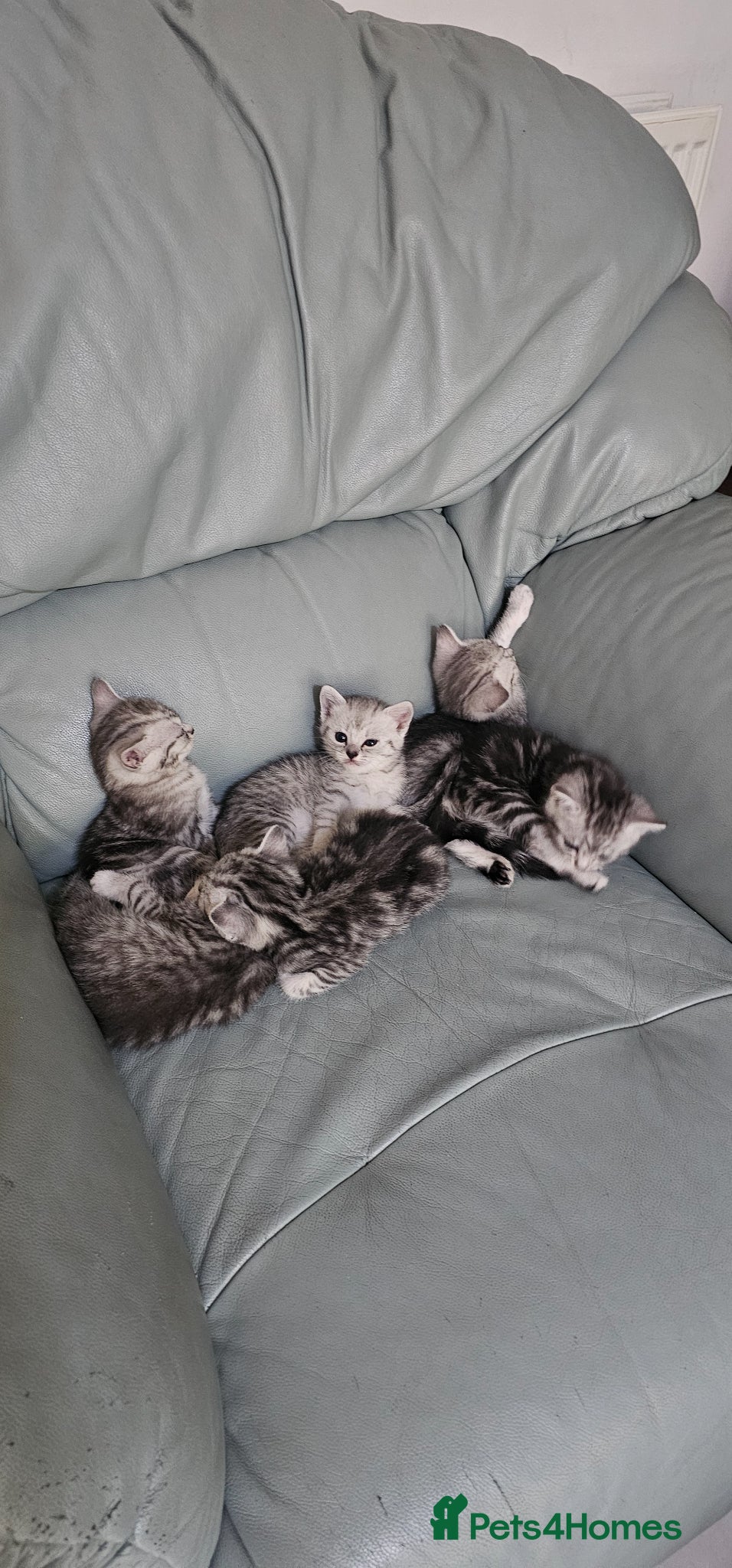 American Shorthair cats  Little treasures with big hearts  - Advert 2