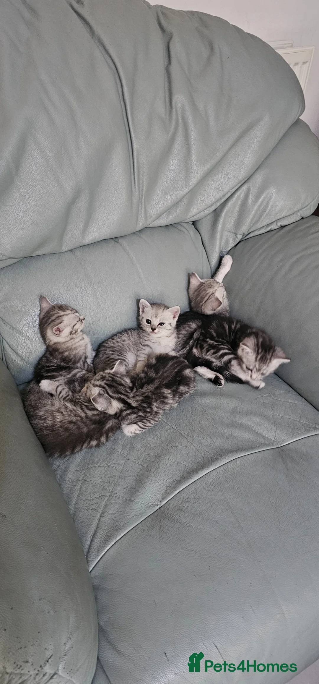 American Shorthair cats for sale:  Little treasures with big hearts  - Advert 2