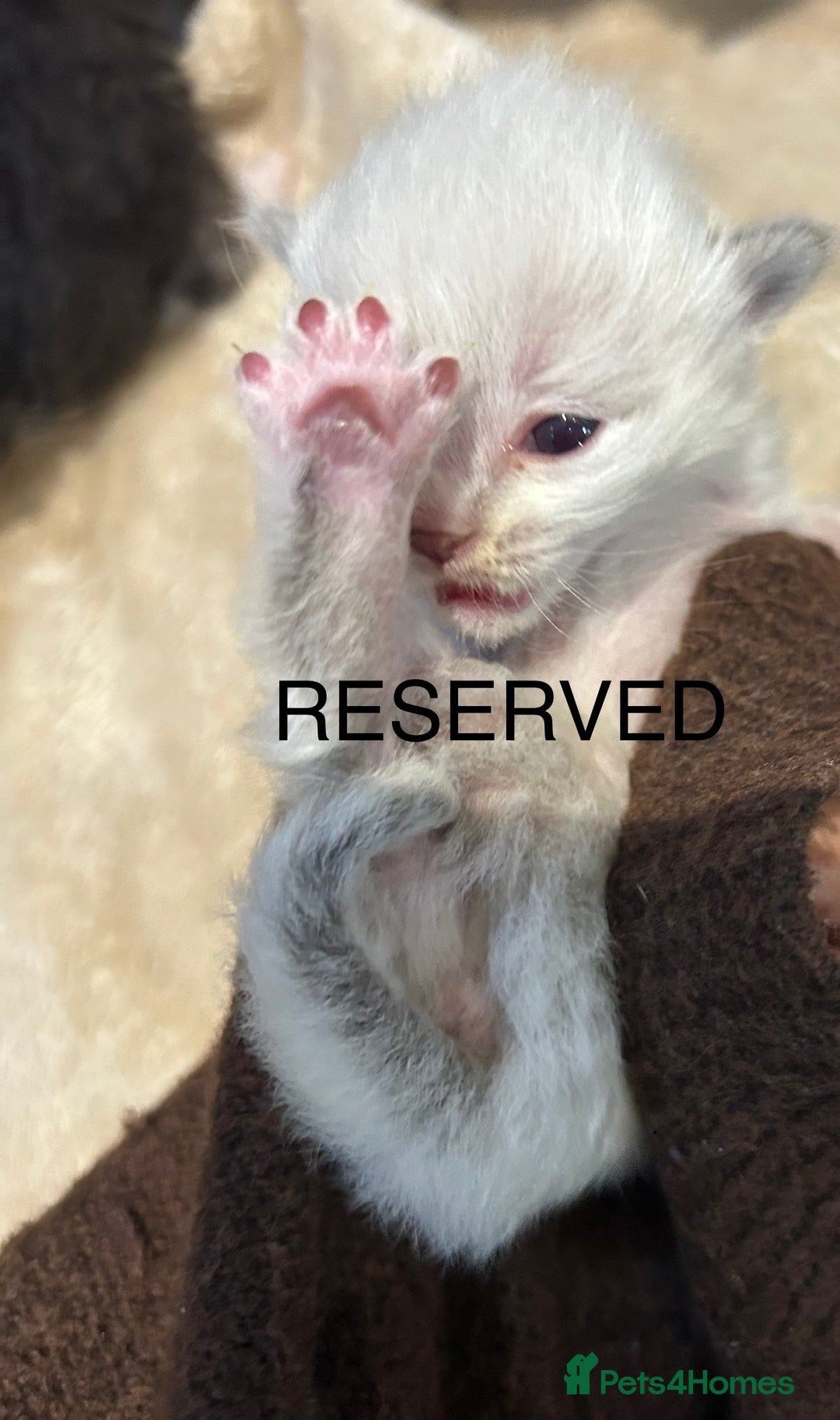 Ragdoll cats for sale: X RAGDOLL KITTENS - Advert 4