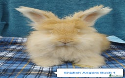 Angora rabbits for sale: English Angora Bunnies Ready to leave 🥰 - Image 1