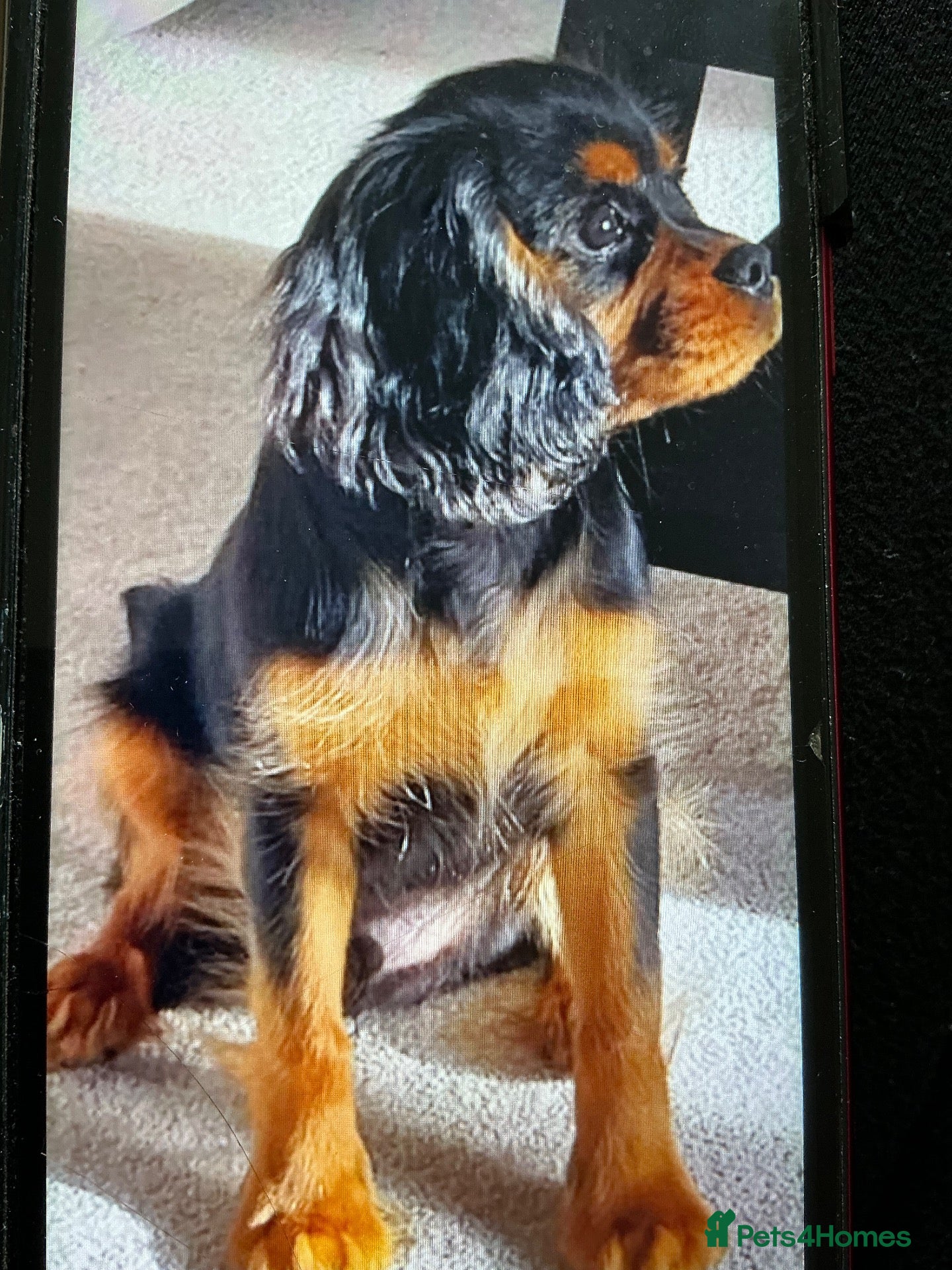 King Charles Spaniel dogs for sale:  Black and Tan Boy - Advert 13
