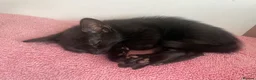 Mixed Breed cats for sale: 4 black male kittens  - Advert 6