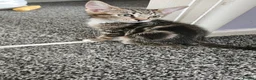 Mixed Breed cats for sale: Devon rex x tabby  - Advert 4
