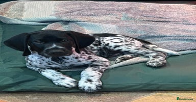 German Shorthaired Pointer dogs - Advert 1