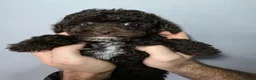 Cockapoo dogs for sale: Chocolate DNA Health Tested Cockapoos  - Advert 8