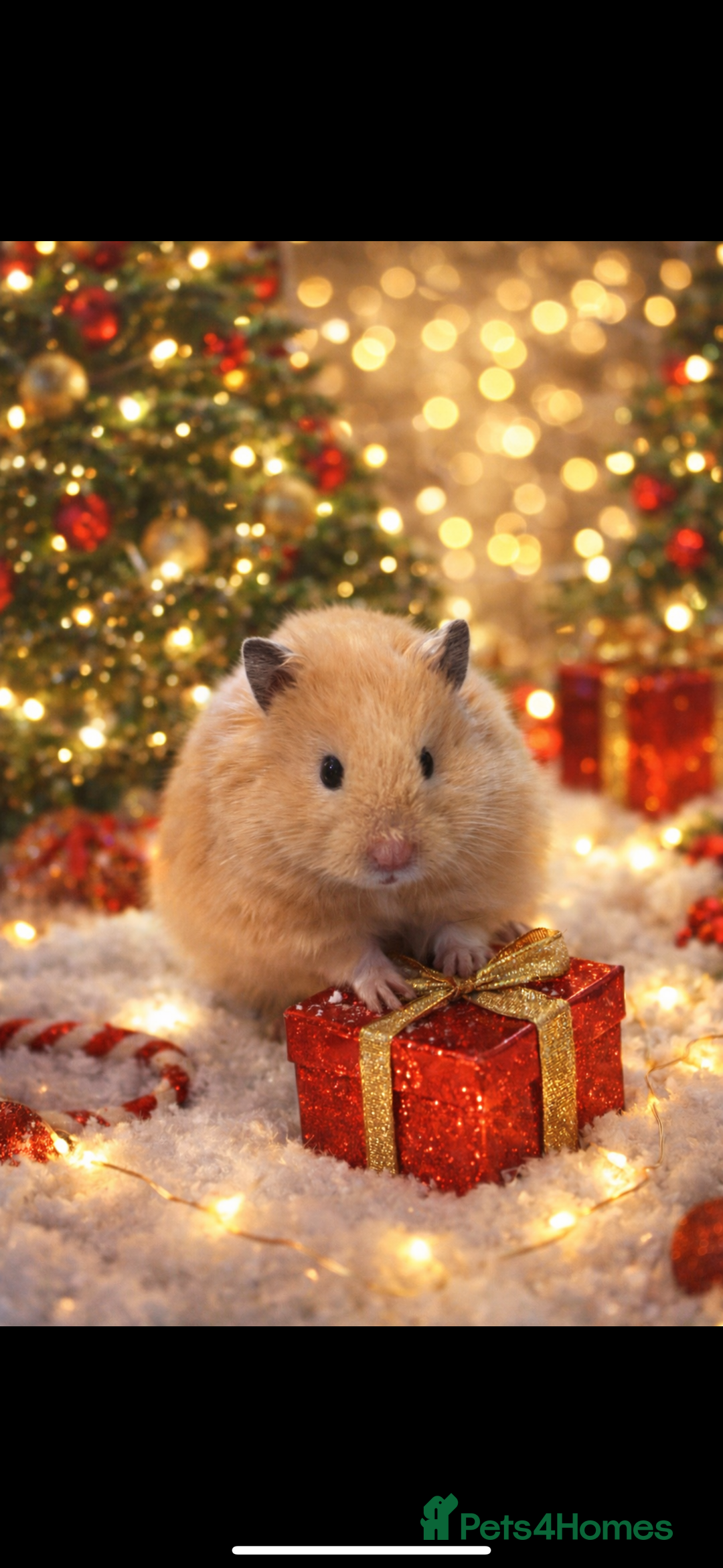 Hamster rodents for sale: Baby hamsters  - Advert 18