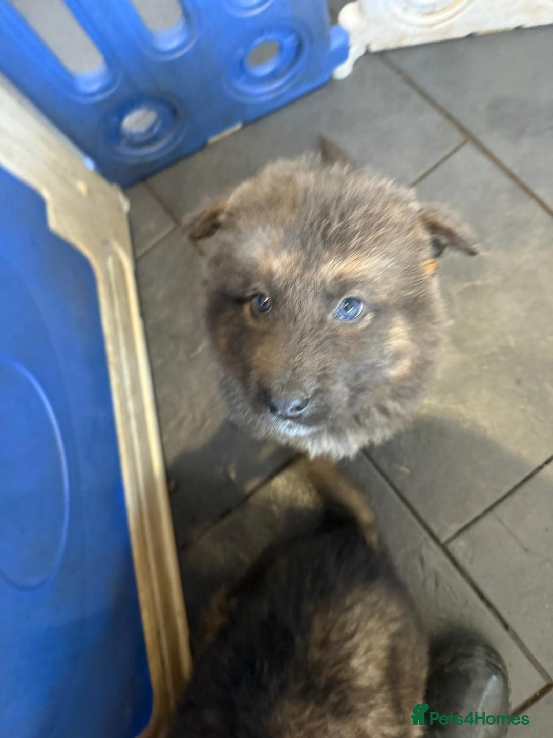 German Shepherd dogs for sale: German shepherd puppies - Advert 17